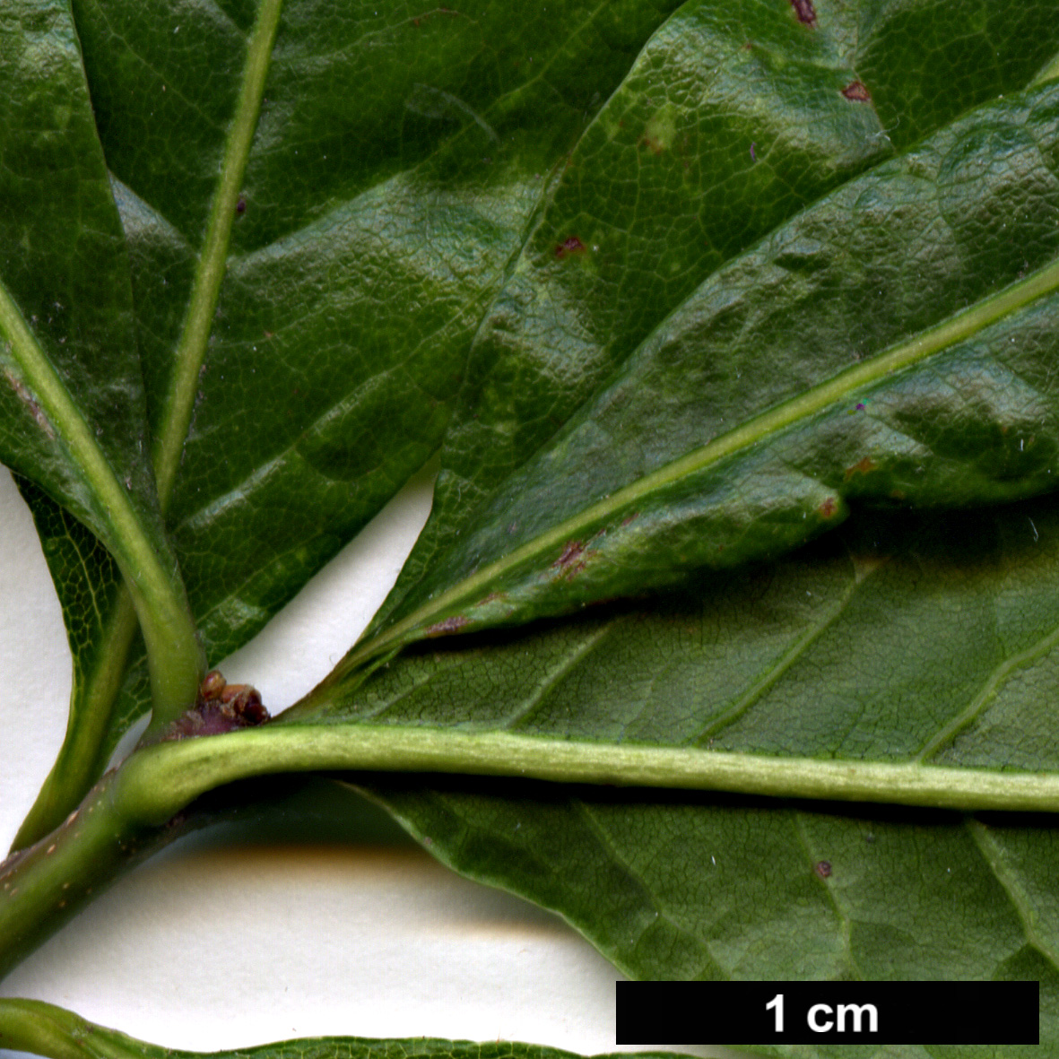 High resolution image: Family: Fagaceae - Genus: Quercus - Taxon: laurifolia